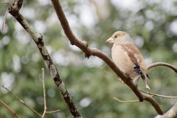 Hawfinch 岡山県 Fri, 2/24/2023