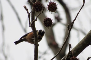 Varied Tit 岡山県 Fri, 2/24/2023