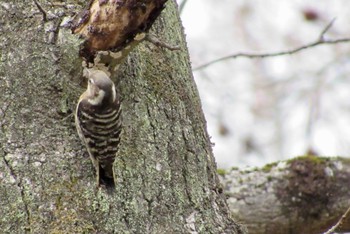 Japanese Pygmy Woodpecker 岡山県 Fri, 2/24/2023