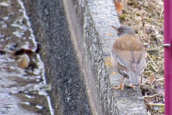 シロハラ 岡山県 2023年2月24日(金)