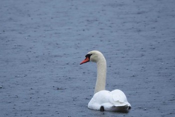 Mute Swan Yamanakako Lake Wed, 11/23/2022