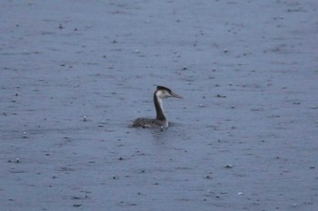 Great Crested Grebe Yamanakako Lake Wed, 11/23/2022