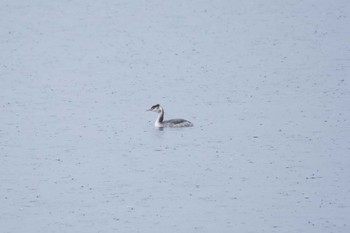 Great Crested Grebe Yamanakako Lake Wed, 11/23/2022