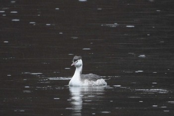 2022年12月24日(土) 河口湖の野鳥観察記録