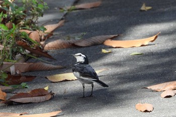 Wed, 11/30/2022 Birding report at 職場@sekimoto