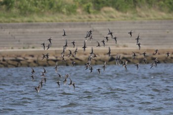 ハマシギ 兵庫県西宮市 2018年5月4日(金)