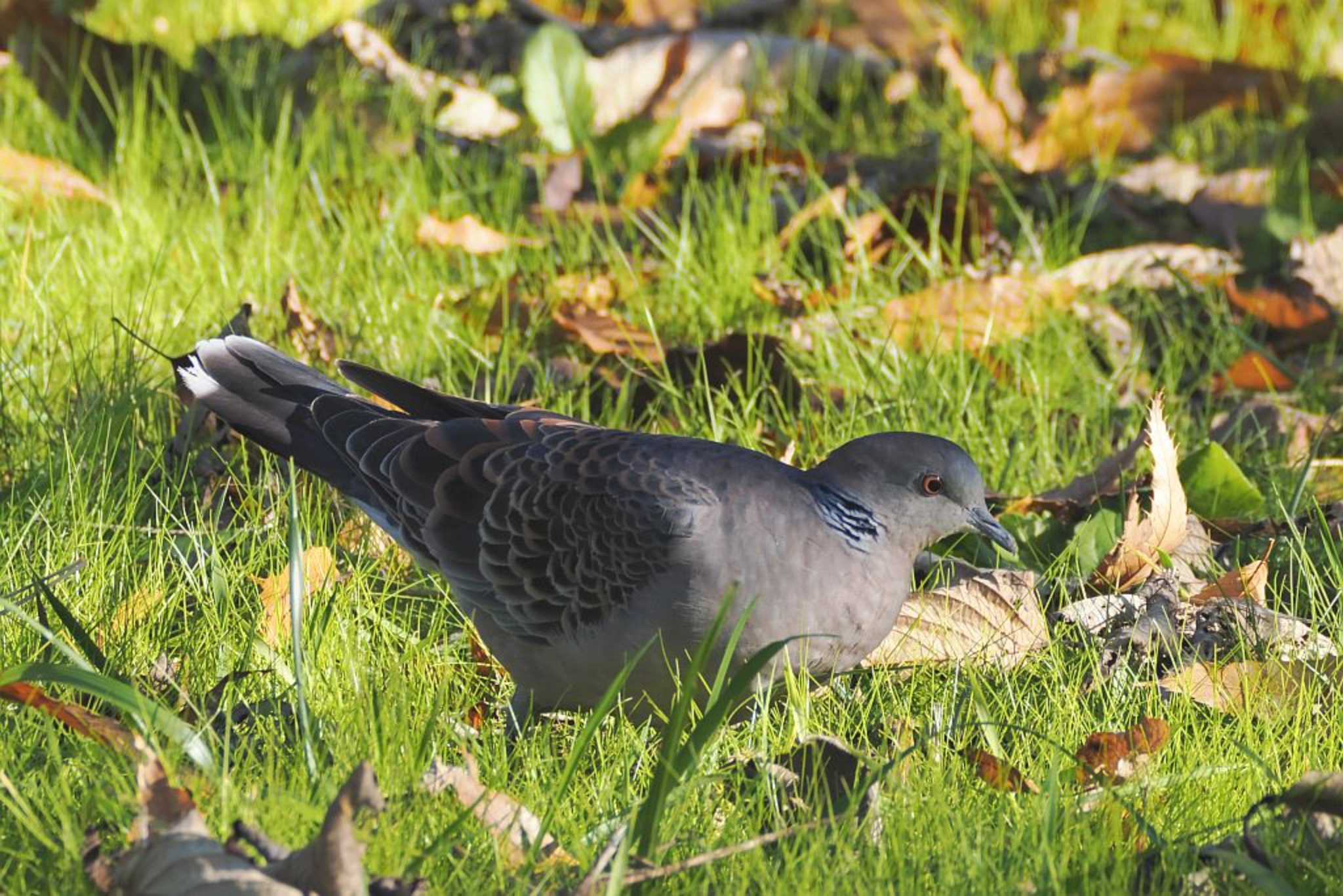 Photo of Oriental Turtle Dove at 山梨県森林公園金川の森(山梨県笛吹市) by 關本 英樹