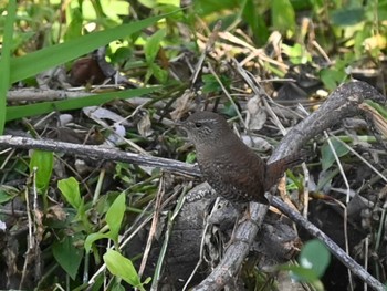 2023年3月3日(金) 江津湖の野鳥観察記録