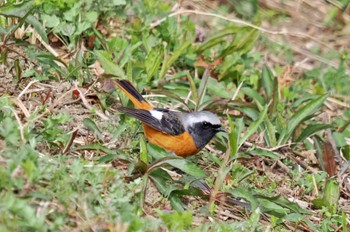 ジョウビタキ 荒川・砂町水辺公園(東京都江東区) 2023年3月3日(金)