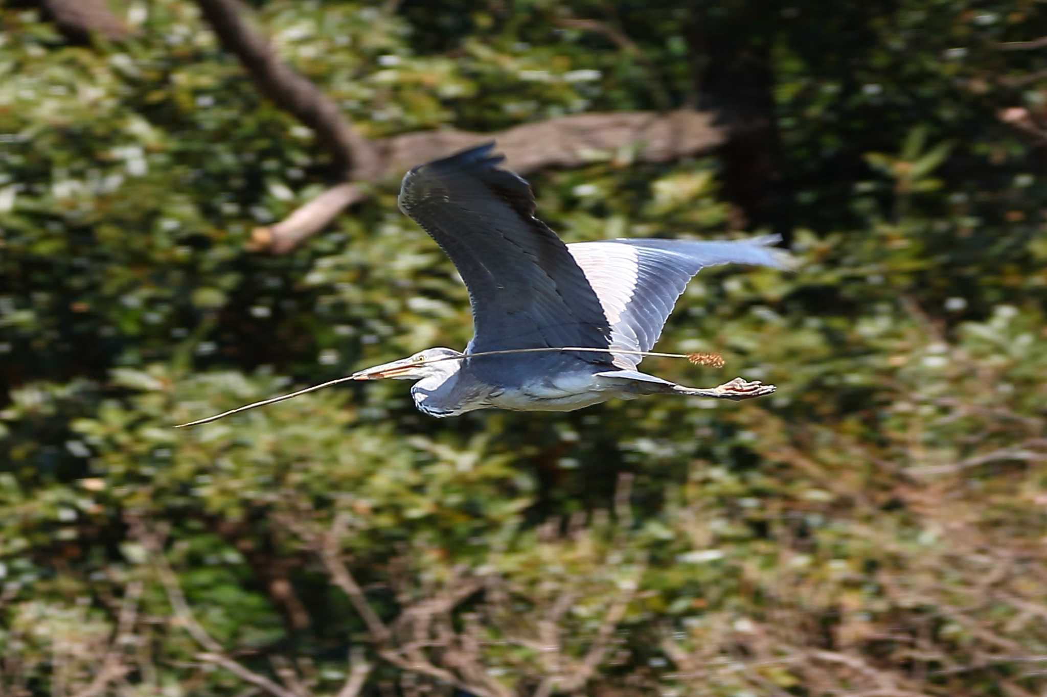 Photo of Grey Heron at じゅん菜池緑地(千葉県) by uraku