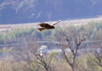 2023年3月3日(金) つくば市小田の野鳥観察記録