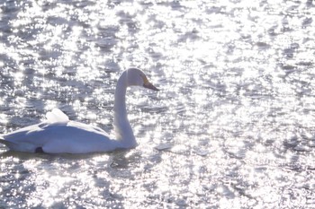 Tundra Swan 越辺川(埼玉県川島町) Sun, 2/26/2023