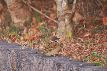 Eurasian Tree Sparrow Yamanakako Lake Sat, 12/17/2022