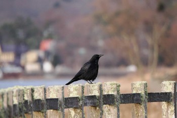 Carrion Crow Yamanakako Lake Sat, 12/17/2022