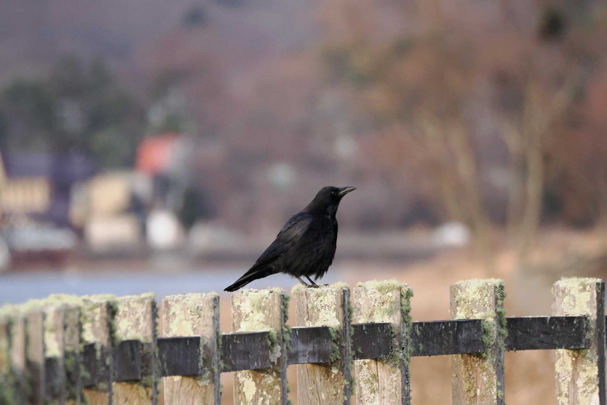 Photo of Carrion Crow at Yamanakako Lake by 關本 英樹