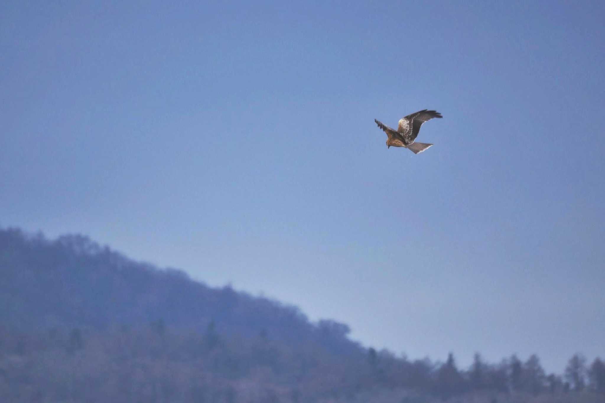 Photo of Black Kite at Yamanakako Lake by 關本 英樹