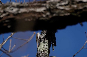 Eurasian Treecreeper 清八林道 Sun, 12/11/2022