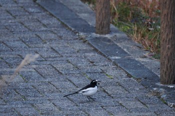 セグロセキレイ みさか桃源郷公園 2022年12月11日(日)