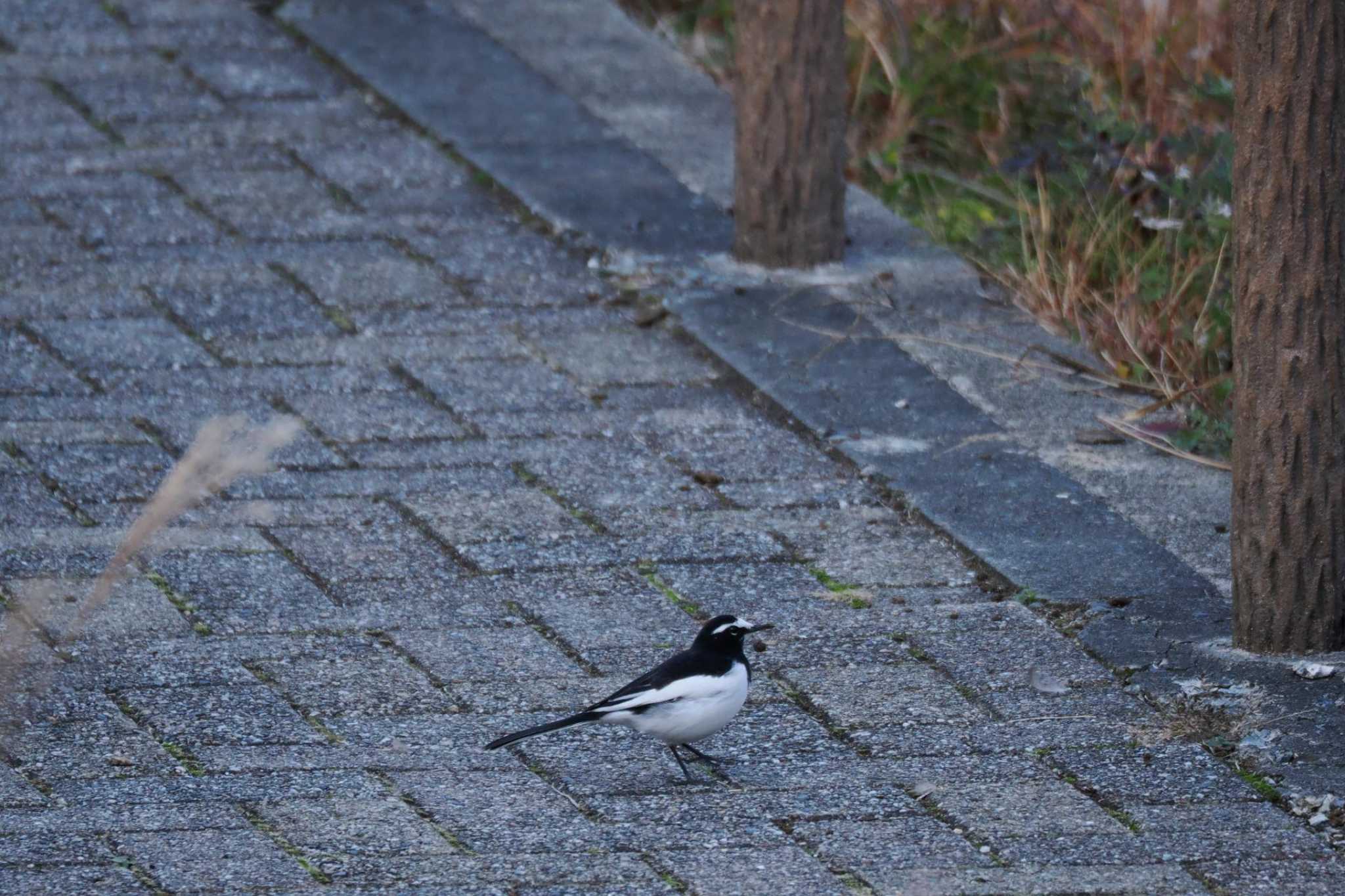 Photo of Japanese Wagtail at みさか桃源郷公園 by 關本 英樹