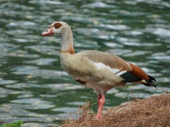 Egyptian Goose Lake Eola Park Mon, 6/27/2022