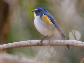 2023年3月3日(金) 東京都立桜ヶ丘公園(聖蹟桜ヶ丘)の野鳥観察記録