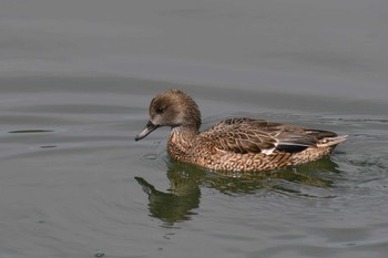 Falcated Duck Imperial Palace Wed, 3/1/2023