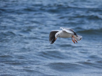 ユリカモメ 新旭水鳥観察センター 2023年2月26日(日)