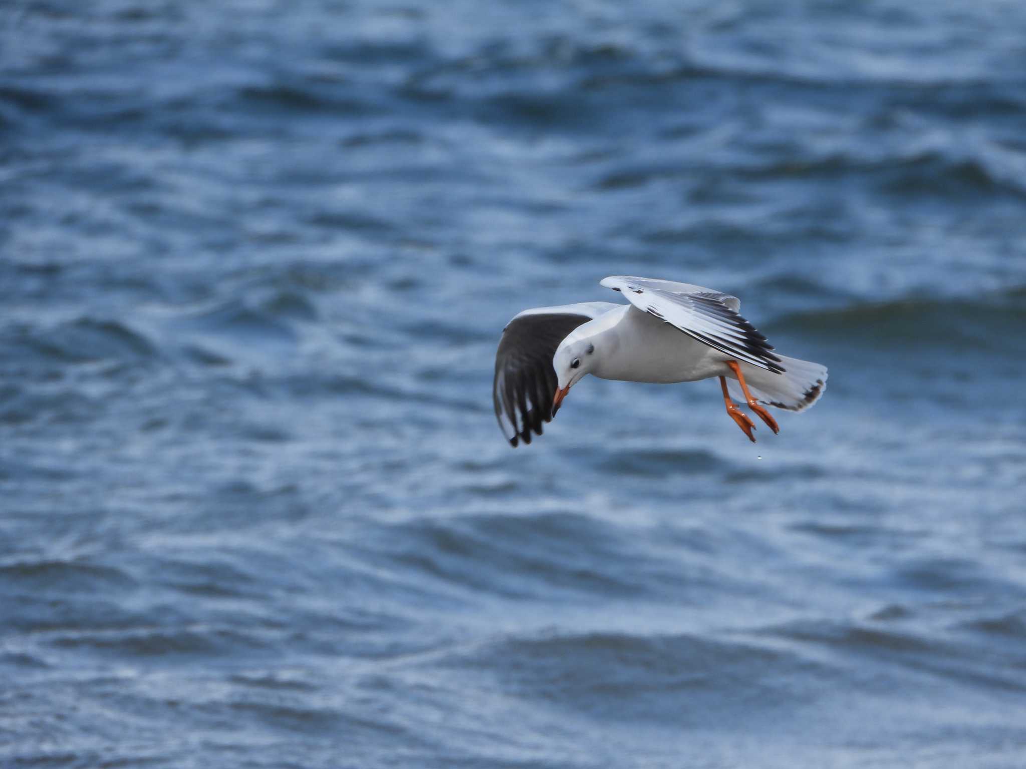 Black-headed Gull