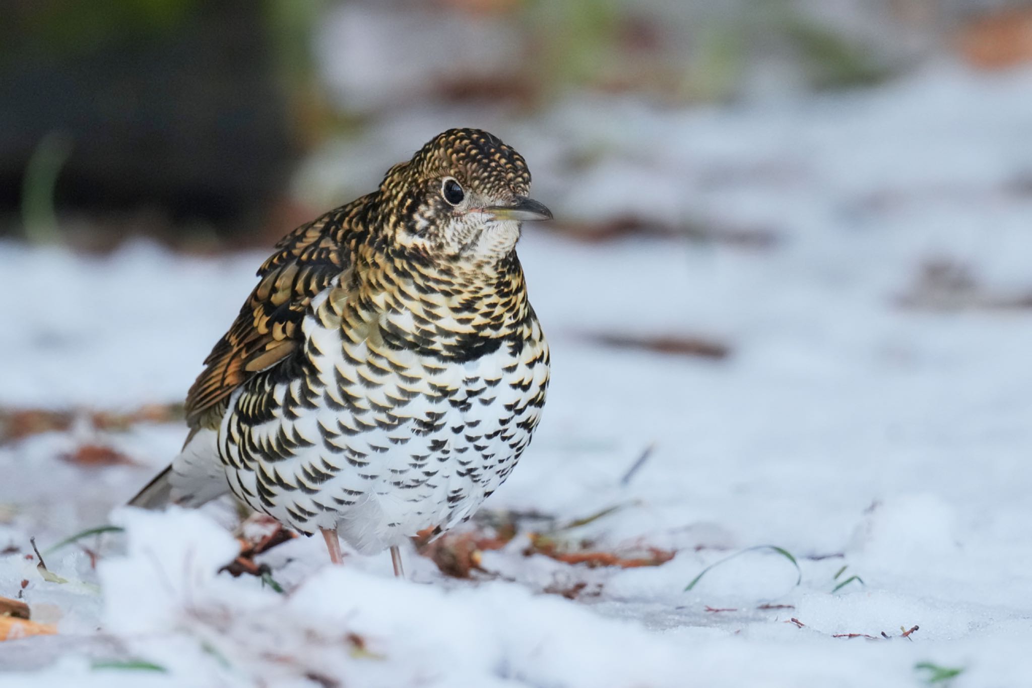 White's Thrush