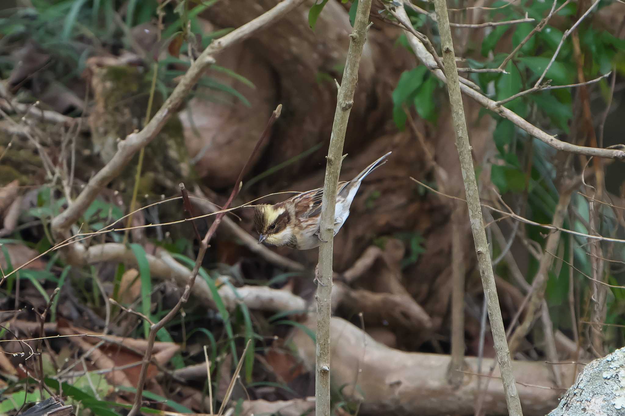 Photo of Yellow-throated Bunting at 六甲山 by 禽好き