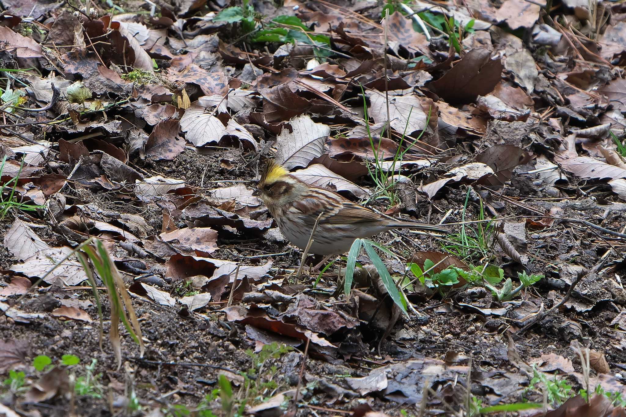 Yellow-throated Bunting