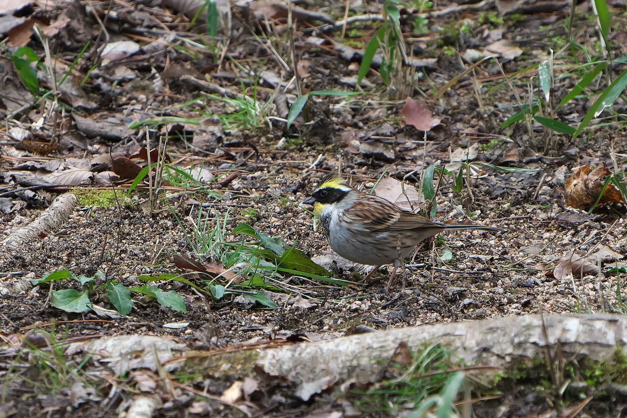 Yellow-throated Bunting