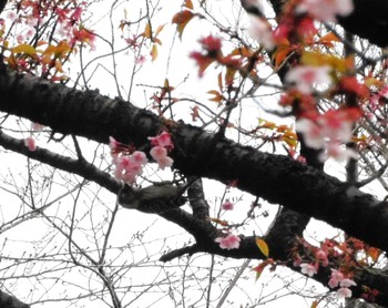 2023年3月3日(金) 平和の森公園、妙正寺川の野鳥観察記録