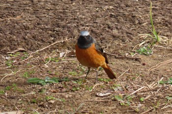 Daurian Redstart 東京都北区 Sun, 2/19/2023