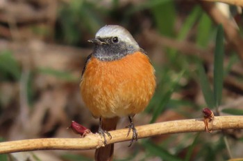 Daurian Redstart 東京都北区 Sun, 2/19/2023