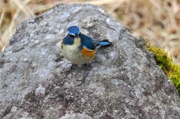 Red-flanked Bluetail 箱根野鳥の森 Wed, 3/1/2023