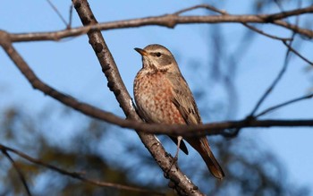 ハチジョウツグミ 場所が不明 撮影日未設定