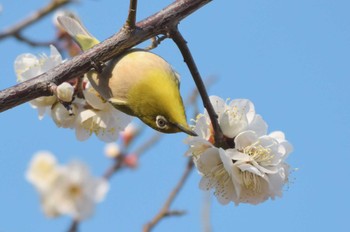 Warbling White-eye 羽根木公園 Thu, 2/23/2023