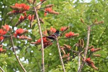 Maroon Oriole Doi Sanju Sun, 2/19/2023