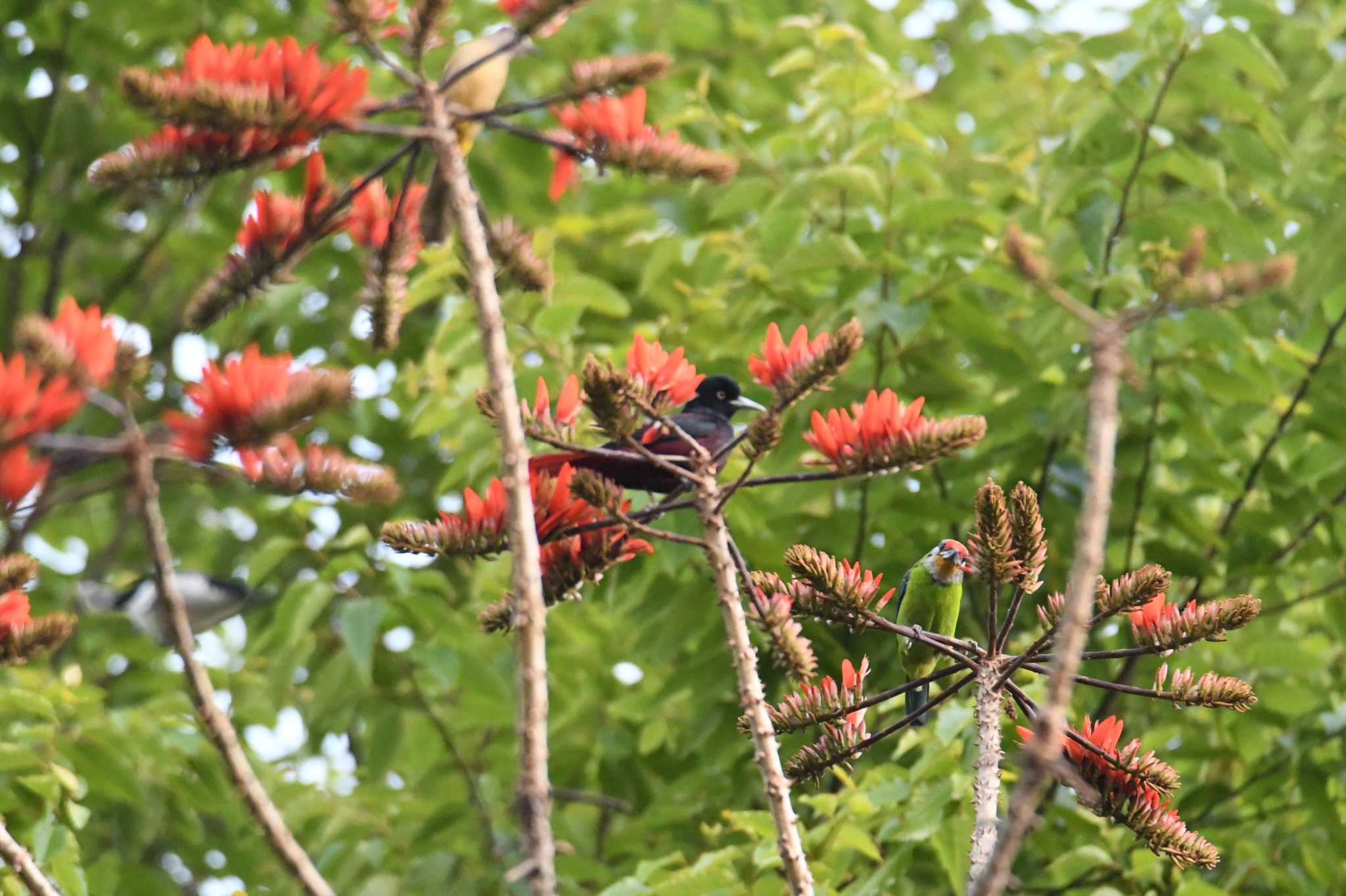 Maroon Oriole