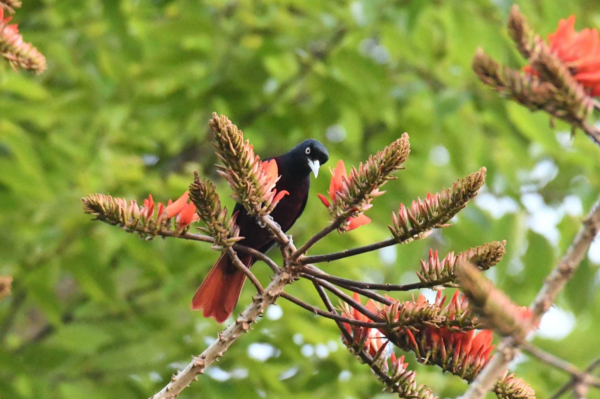 Maroon Oriole