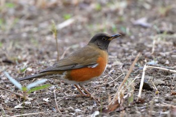 アカハラ 長浜公園 2023年3月3日(金)