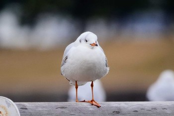 ユリカモメ お台場海浜公園 2023年2月24日(金)