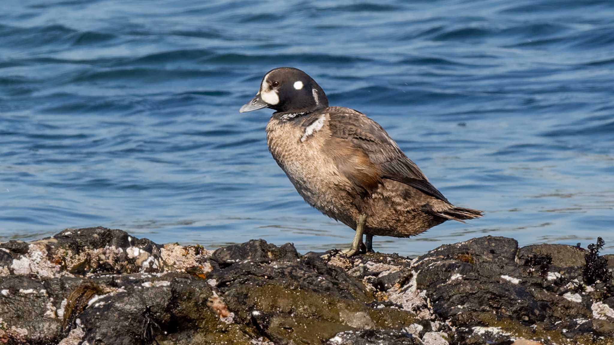 平磯海岸 シノリガモの写真