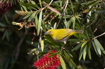 Indian White-eye Doi Angkhang Mon, 2/20/2023