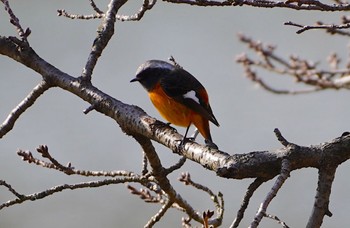 2023年3月3日(金) 万代池の野鳥観察記録