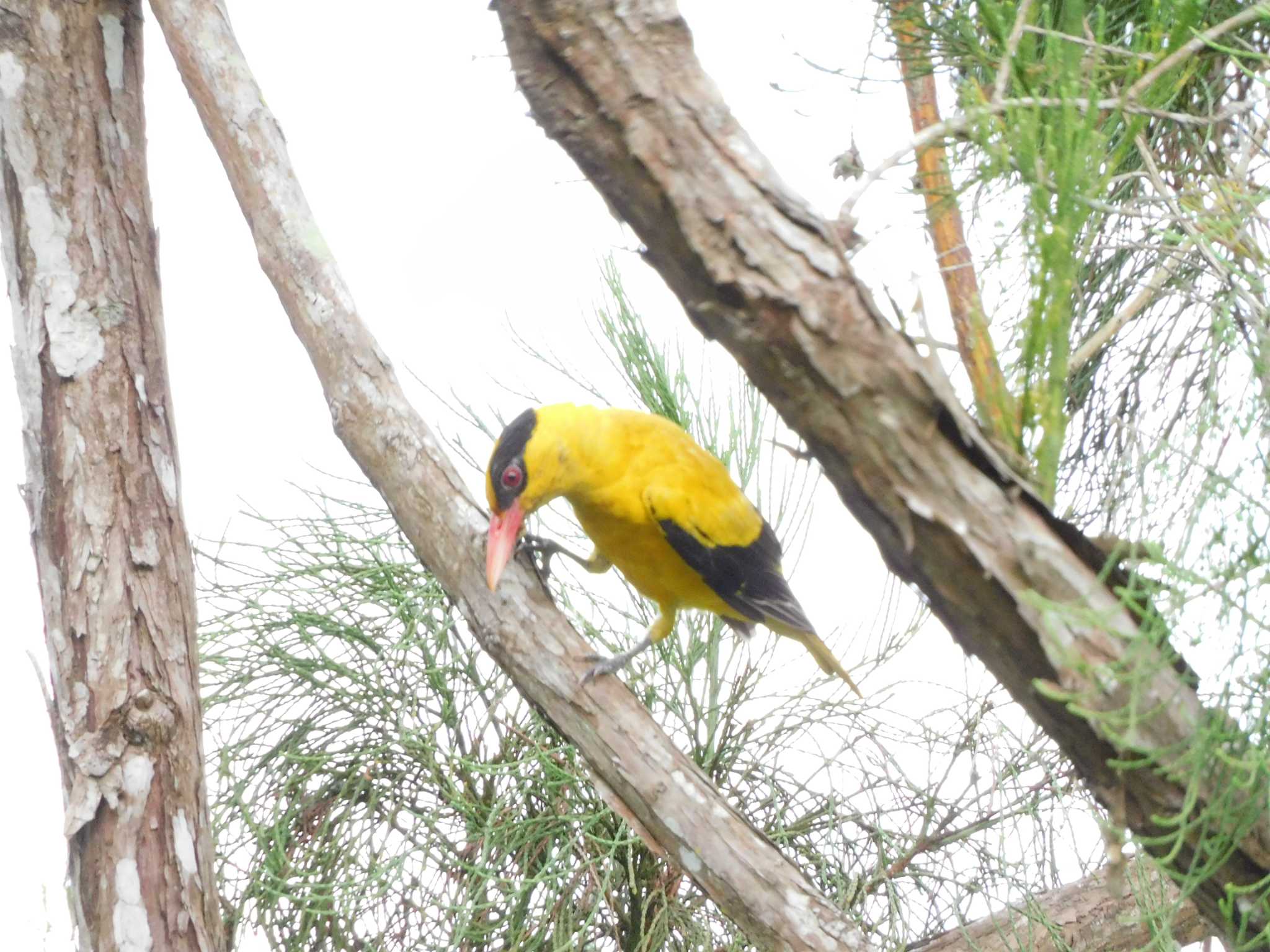 シンガポール植物園 コウライウグイスの写真