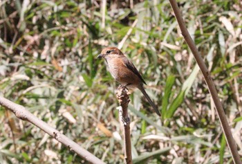 2023年2月28日(火) 東高根森林公園の野鳥観察記録