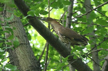 Japanese Night Heron 大阪府大阪市 Fri, 5/4/2018