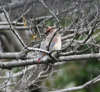 Japanese Waxwing 横浜市金沢区富岡公園 Fri, 3/3/2023